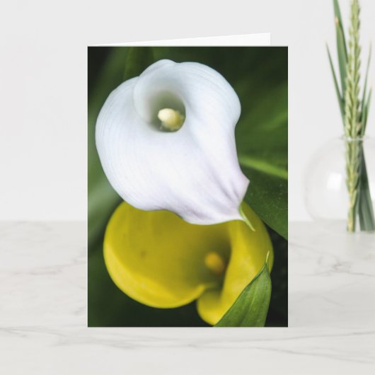 Calla-Lilien-Gruß-Karte Karte (Vorderseite)