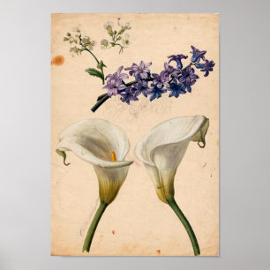 Calla-Lilien-Vintager botanischer Druck Poster
