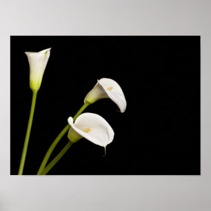 Calla-Lilienendruck Poster