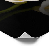 Calla Lilienprint Poster (Ecke)