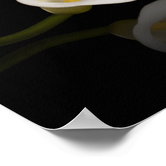 Calla Lilienprint Poster (Ecke)