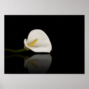 Calla Lilienprint Poster