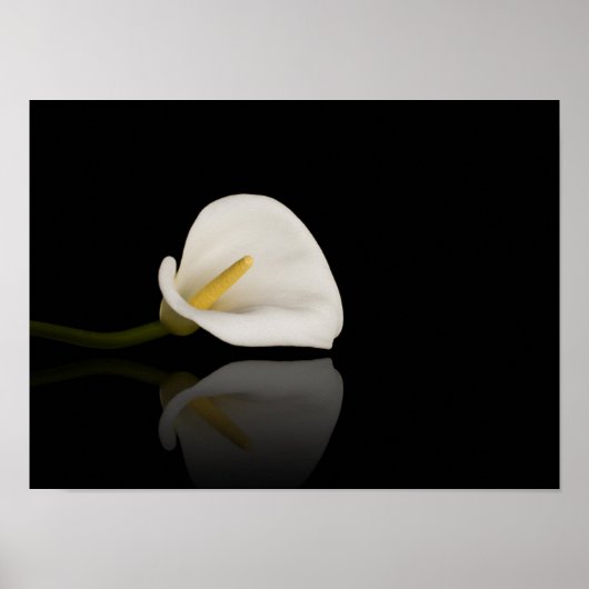 Calla Lilienprint Poster (Vorne)
