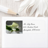 Calla Lilies auf der Weißen Spitze (Insitu)