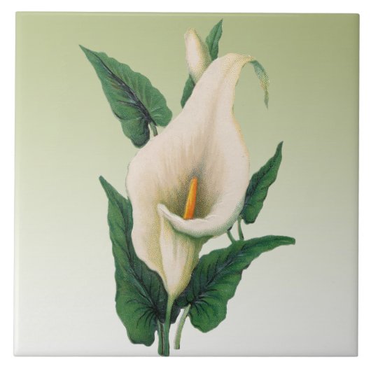 Calla Lilies Fliese (Vorderseite)