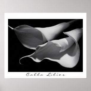Calla Lilies in B&W Poster