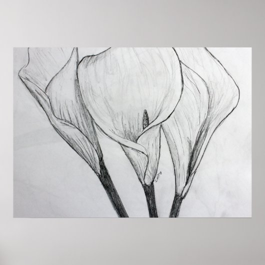 Calla Lilies Pencil Sketch Zeichnend Kunstdruckere Poster (Vorne)