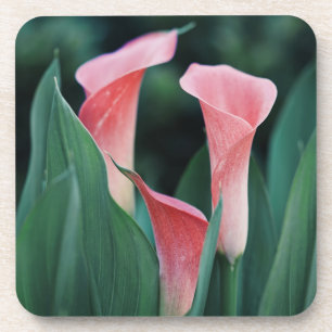 Calla Lilies Pink Blume Getränkeuntersetzer