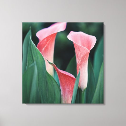 Calla Lilies Pink Blume Leinwanddruck (Vorderseite)