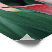 Calla Lilies Pink Blume Poster (Ecke)