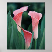 Calla Lilies Pink Blume Poster (Vorne)