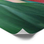 Calla Lilies Pink Blume Poster (Ecke)