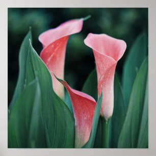 Calla Lilies Pink Blume Poster