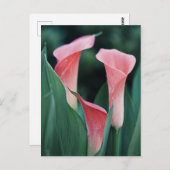 Calla Lilies Pink Blume Postkarte (Vorne/Hinten)