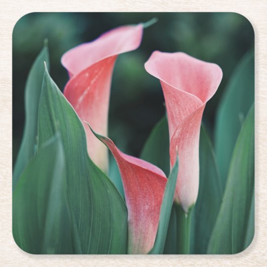Calla Lilies Pink Blume Rechteckiger Pappuntersetzer (Vorderseite)
