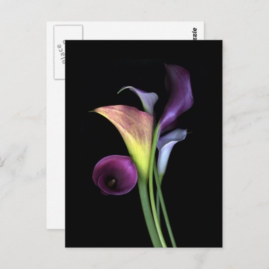 Calla Lilies Postcards Postkarte (Vorne/Hinten)