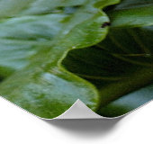 Calla Lilies Poster (Ecke)