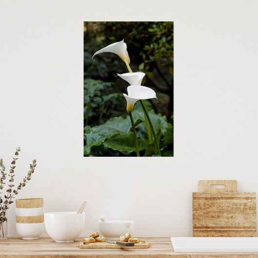 Calla Lilies Poster (Küche)
