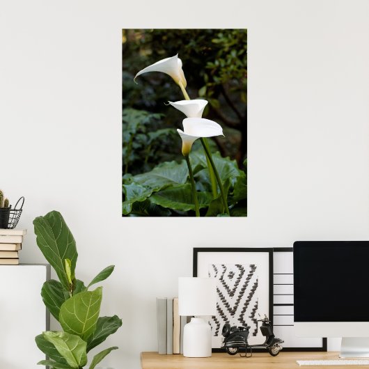 Calla Lilies Poster (Heimbüro)