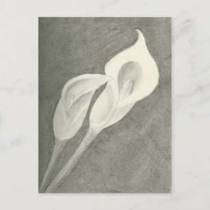Calla Lilies Postkarte
