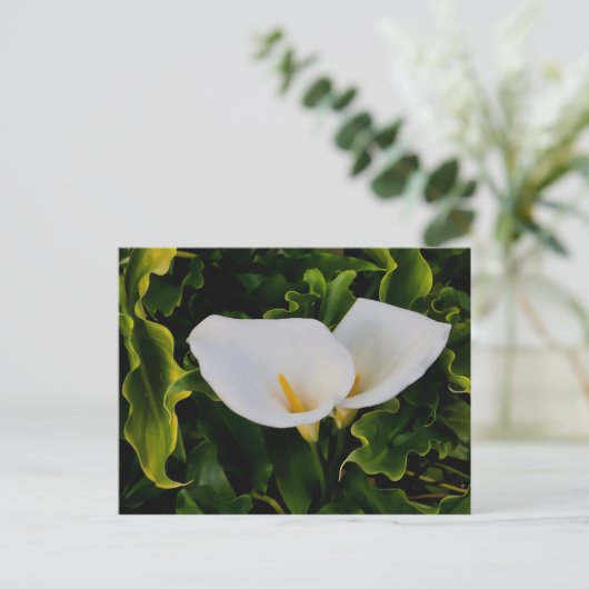 CALLA LILIES POSTKARTE (Stehend Vorderseite)