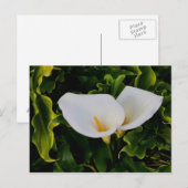CALLA LILIES POSTKARTE (Vorne/Hinten)