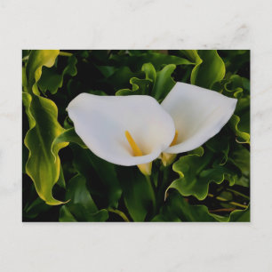 CALLA LILIES POSTKARTE