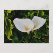 CALLA LILIES POSTKARTE (Vorderseite)