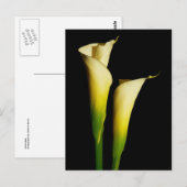 Calla Lilies Postkarte (Vorne/Hinten)