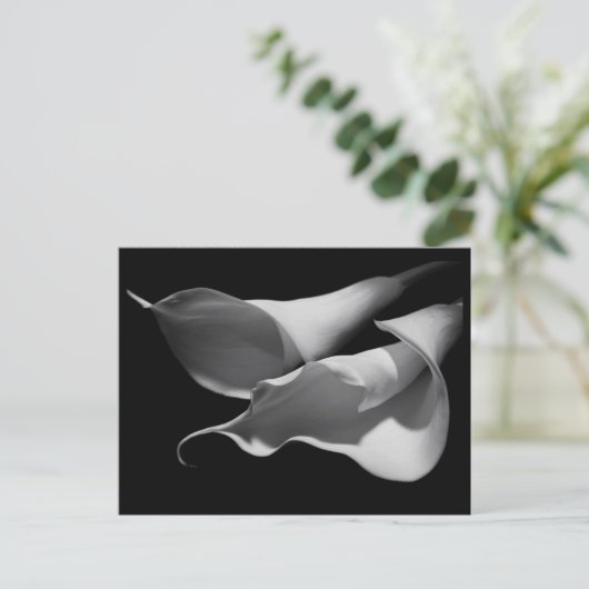 Calla Lilies Postkarte (Stehend Vorderseite)