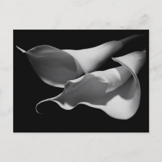 Calla Lilies Postkarte