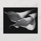 Calla Lilies Postkarte (Vorderseite)