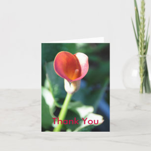 Calla Lilly, danke