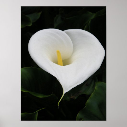 Calla Lilly Poster (Vorne)
