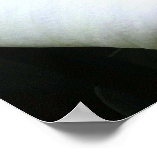 Calla Lilly Poster (Ecke)