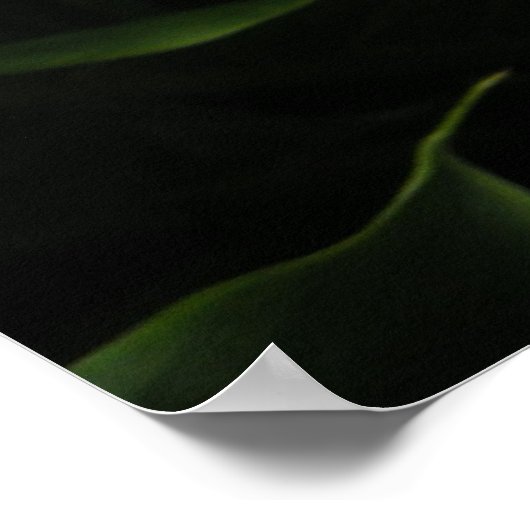 Calla Lilly Poster (Ecke)