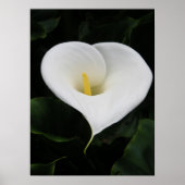 Calla Lilly Poster (Vorne)