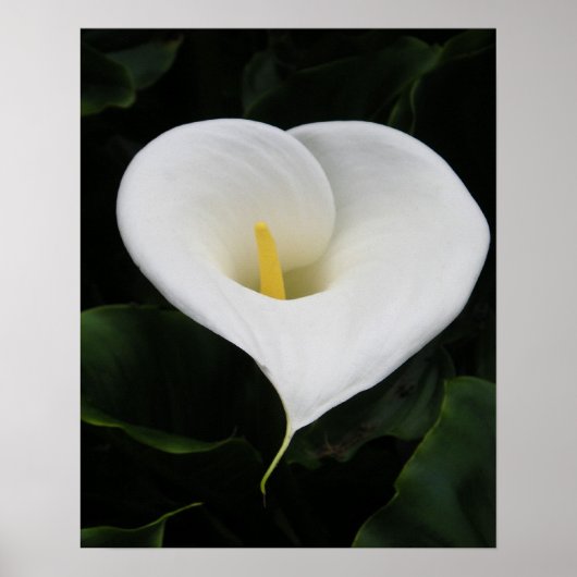 Calla Lilly Poster (Vorne)