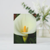 Calla Lilly Postkarte (Stehend Vorderseite)
