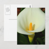 Calla Lilly Postkarte (Vorne/Hinten)