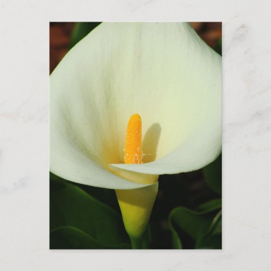 Calla Lilly Postkarte (Vorderseite)