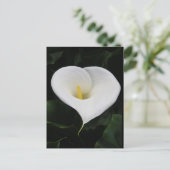 Calla Lilly Postkarte (Stehend Vorderseite)