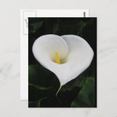 Calla Lilly Postkarte (Vorne/Hinten)