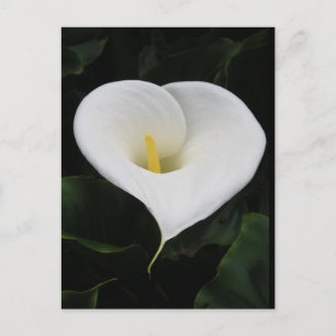 Calla Lilly Postkarte
