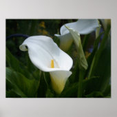 Calla Lilly Print Poster (Vorne)