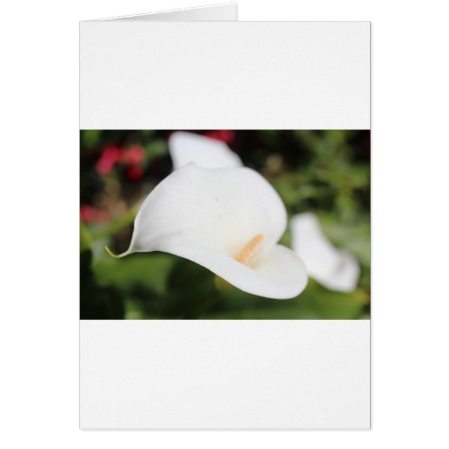 Calla Lilly Romance (Vorne)