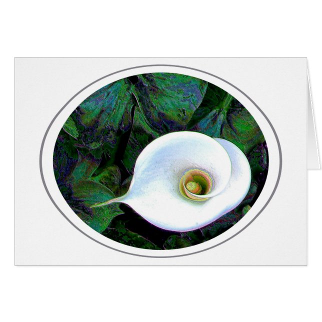 Calla Lily (Vorderseite (Horizontal))