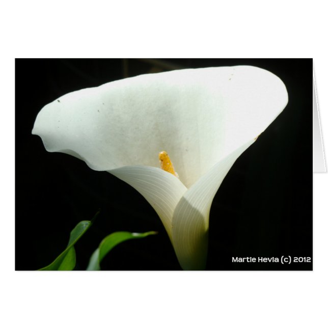 Calla Lily (Vorderseite (Horizontal))