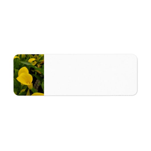 Calla lily (Vorne)