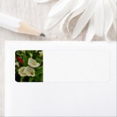 Calla lily (Insitu)
